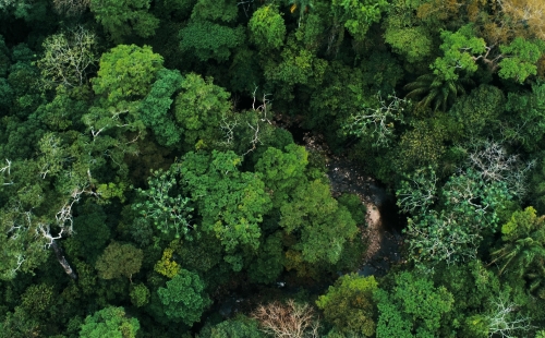 Aerial view of a river in the Amazon surrounded by heavy forest