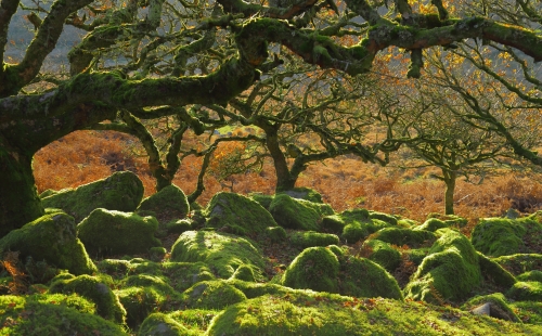 Ancient forest Wistman's Wood near Two Bridges in Dartmoor, Devon