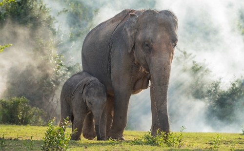 Elephant and calf in jungle